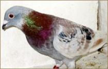 mozaic - toate culorile porumbeilorr