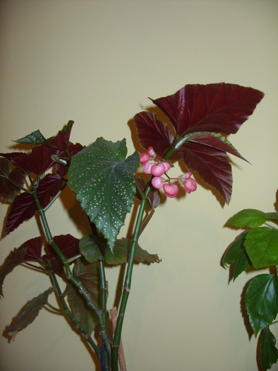 begonia coralina(plaman)