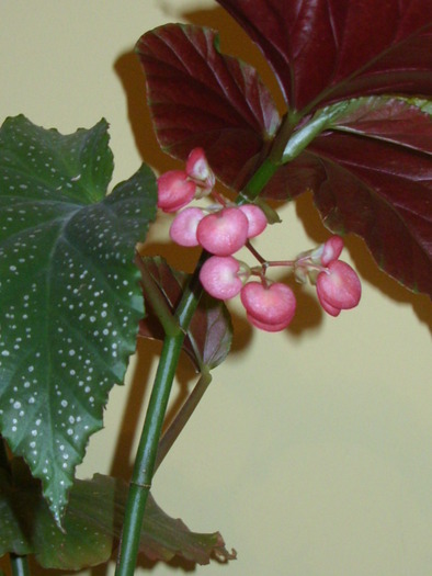 begonia coralina(imbobocit)