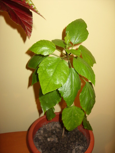 pui de hibi ciclam floare dubla