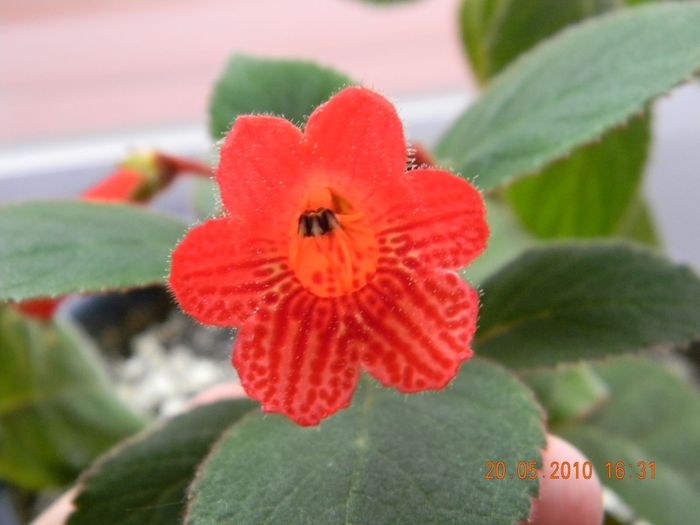 Kohleria Eriantha 1