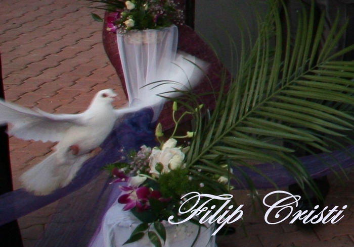 IMG_2173 - Porumbeii  nunti