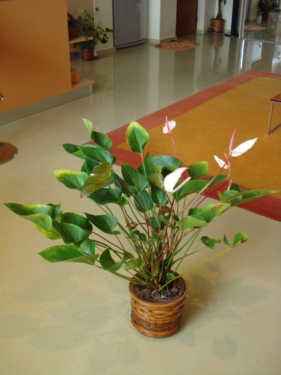 ANTHURIUM ROZ