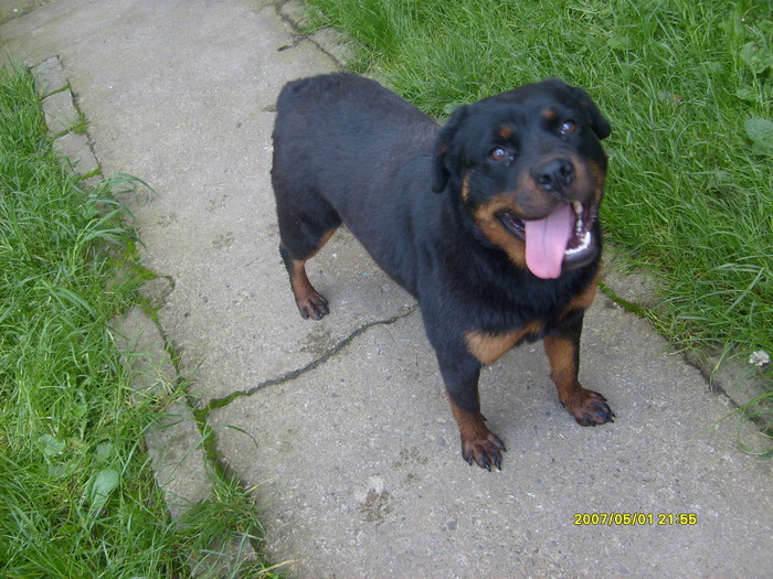 ROTTWEILER  7 LUNI