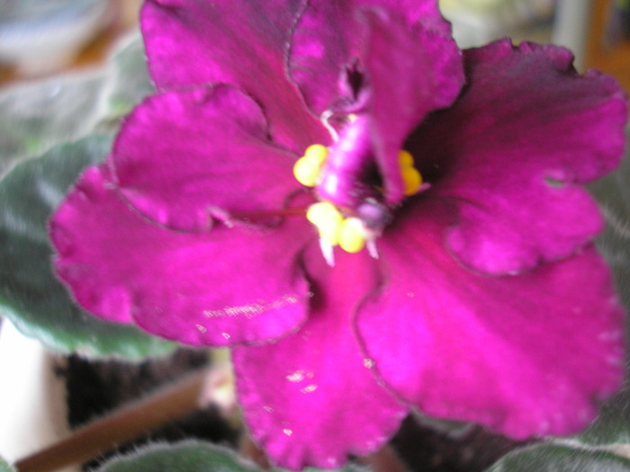 Rebel-s Flaming Star - VIOLETE AFRICANE 2