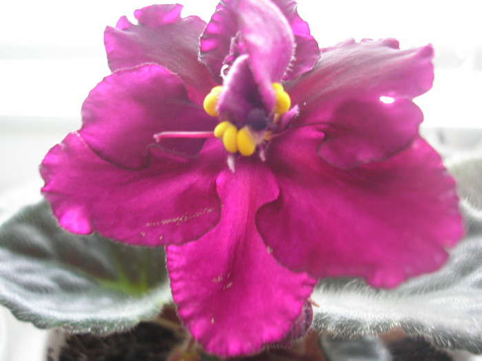 Rebel-s Flaming Star - VIOLETE AFRICANE 2