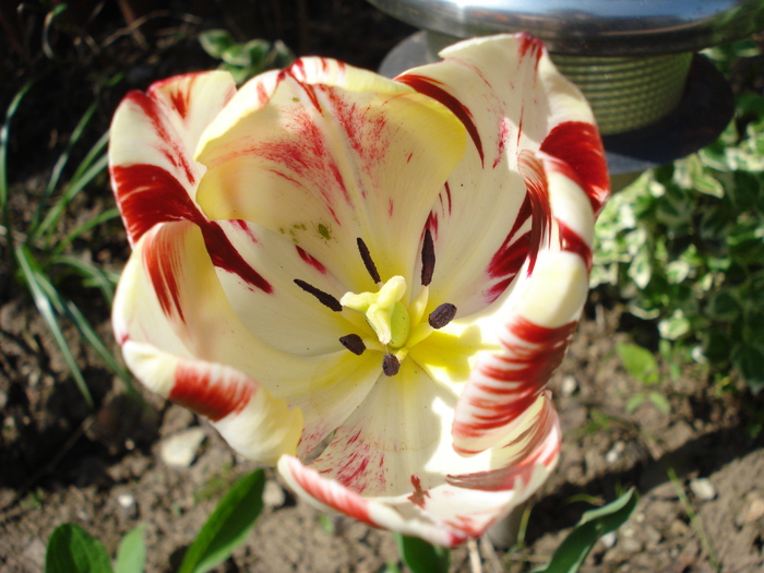 TBV Tulip_Lalea (2010, April 26)
