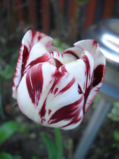 TBV Tulip_Lalea (2010, April 28)