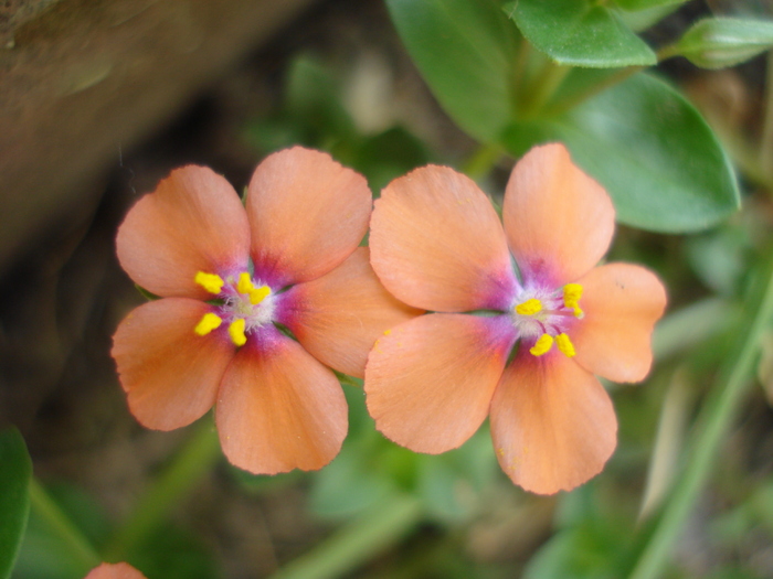 Anagallis arvenis (2010, May 08) - 05 Garden in May