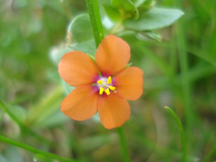 Scarlet pimpernel (2010, May 08) - 05 Garden in May