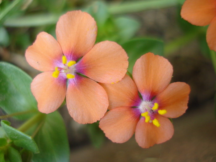 Anagallis arvenis (2010, May 08) - 05 Garden in May