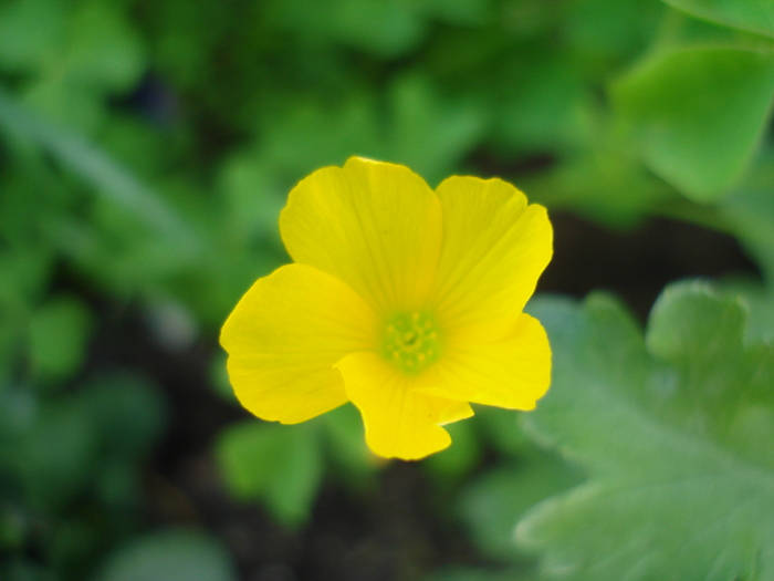 Oxalis stricta (2010, May 08) - 05 Garden in May