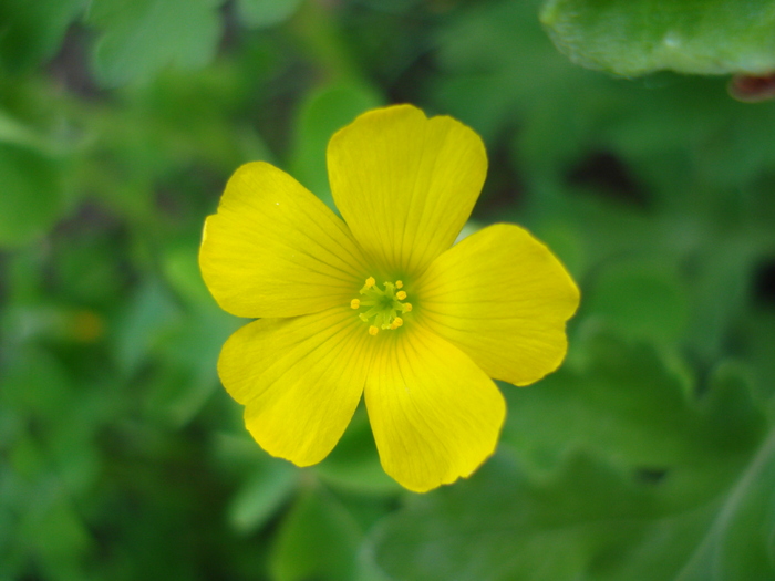 Yellow Wood Sorrel (2010, May 08) - 05 Garden in May