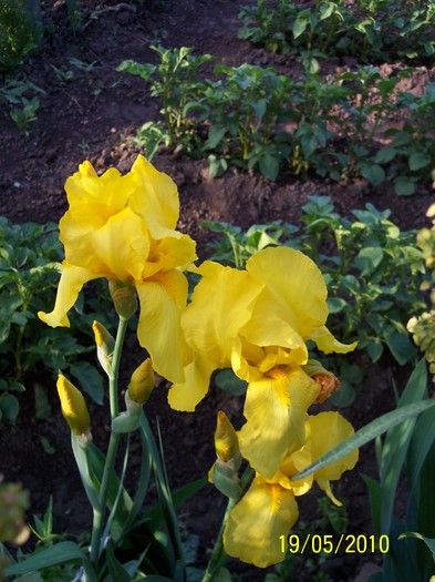 iris galben - 2010 -a-primavara
