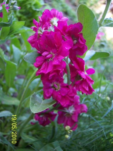 a inflorit saboiul ramas de anul trecut