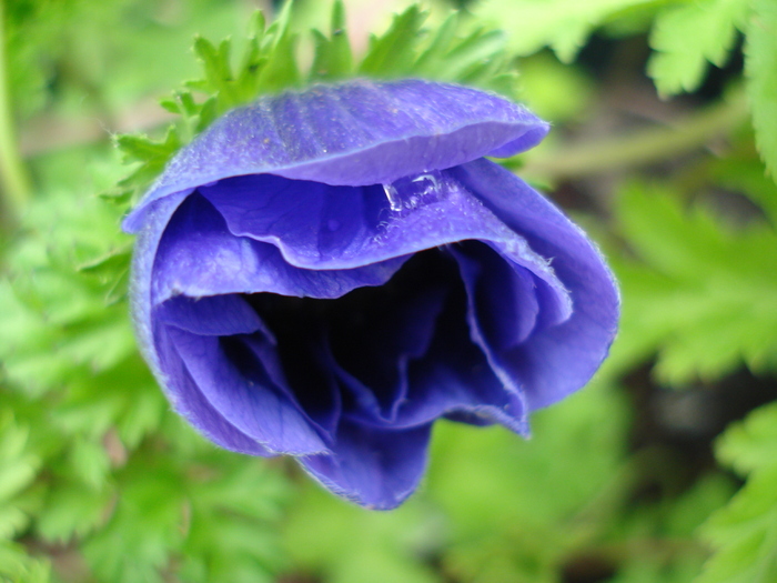 Anemone Mr. Fokker (2010, May 17)