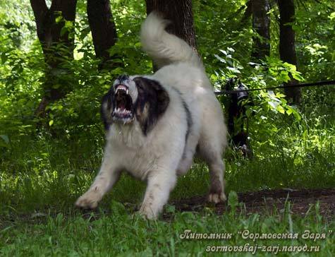  - TEST DE TEMPERAMENT