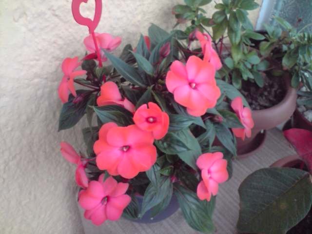 impatiens