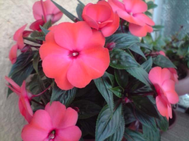 impatiens