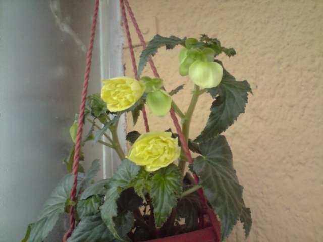 begonia pendula yellow