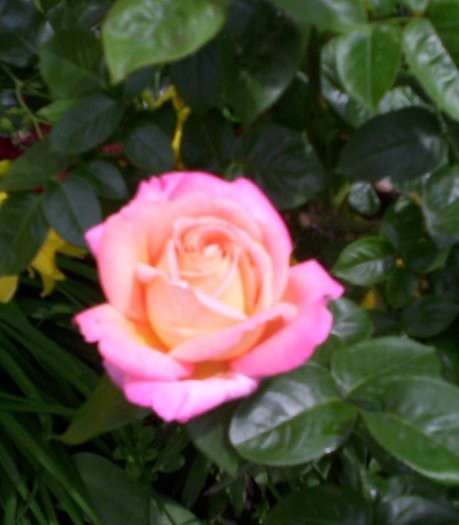Trandafirul roz - trandafiri