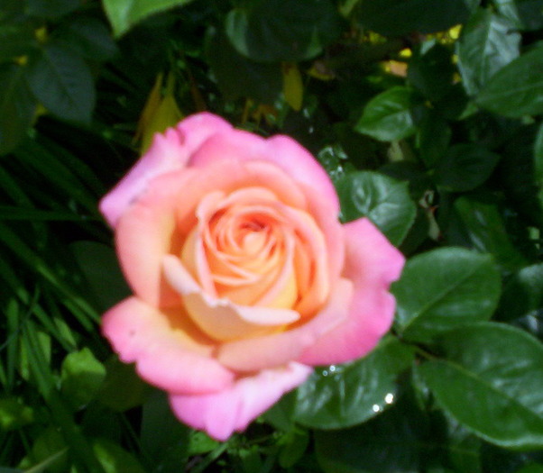 Roze