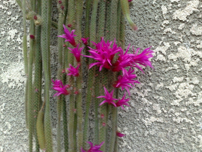 cactus - L-flori din curte