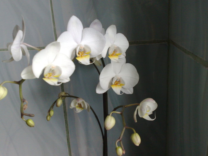 orhidee - L-flori din curte
