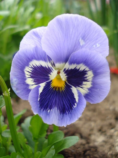 Happy Face Marina pansy, 17apr2010 - Marina Happy Face pansy