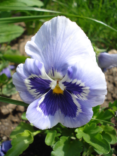 Happy Face Marina pansy, 24apr2010 - Marina Happy Face pansy