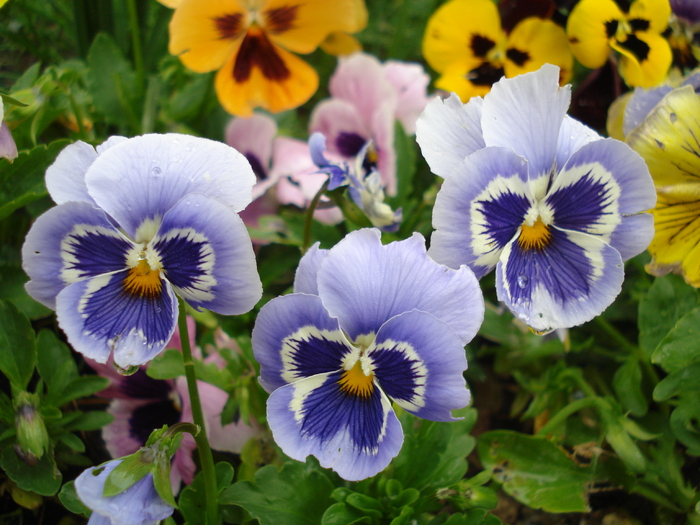 Happy Face Marina pansy, 16may10