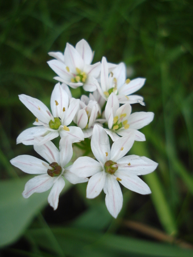 White Triplet Lily (2010, May 20) - TRITELEIA Hyacinthina