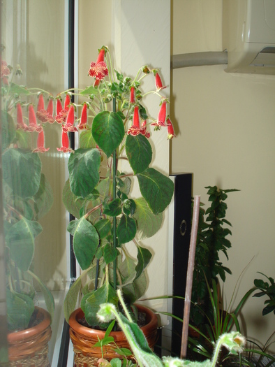 KOHLERIA