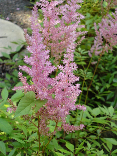 Astilbe arendsii (2009, July 01); Austria.
 Astilbe arendsii (2009, July 01); Austria.