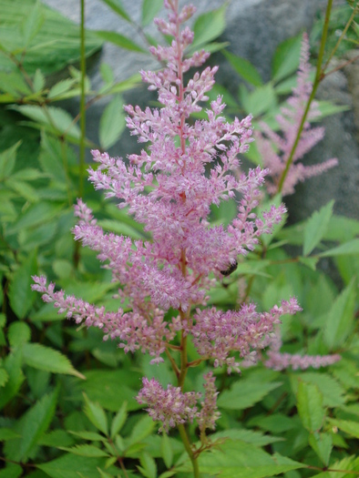 Astilbe arendsii (2009, July 01); Austria.
 Astilbe arendsii (2009, July 01); Austria.