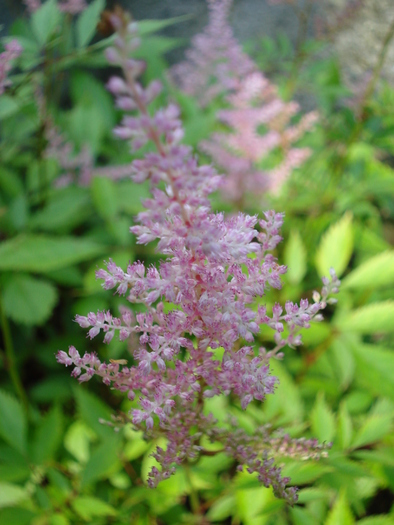 Astilbe arendsii (2009, July 01); Austria.
 Astilbe arendsii (2009, July 01); Austria.