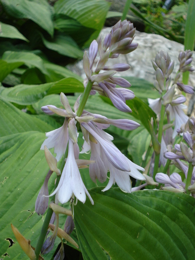 Hosta Flowers (2009, July 01); Austria.
