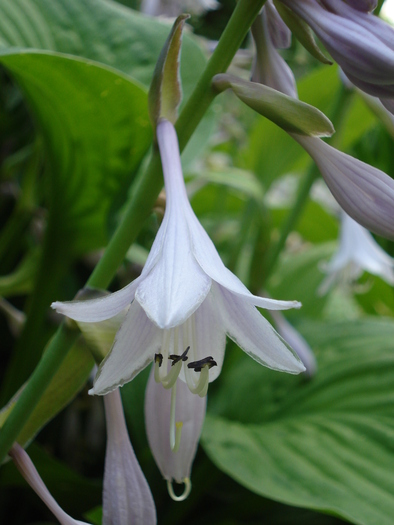 Hosta Flowers (2009, July 01); Austria.

