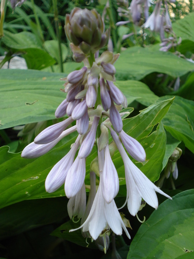 Hosta Flowers (2009, July 01); Austria.

