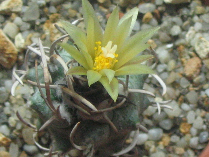 Turbinicarpus flaviflorus - mai 2010 - Cactusi