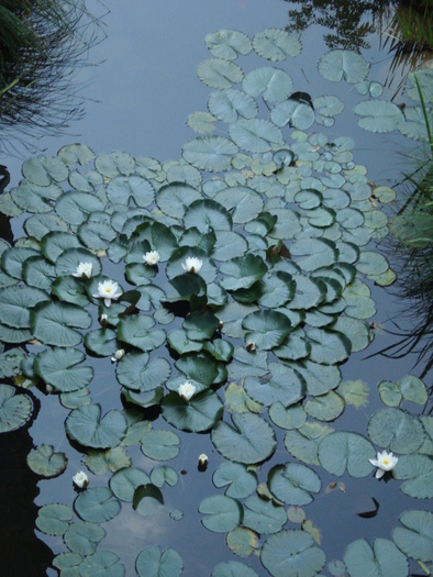 Waterlily_Nymphea_Nufar (2009, July 02); Austria.
