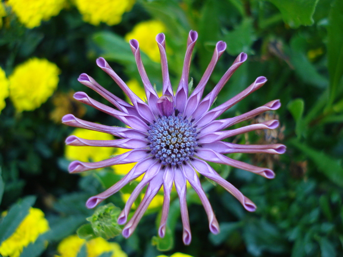Spoon Daisy_Osteospermum (09, Jul.02); Austria.

