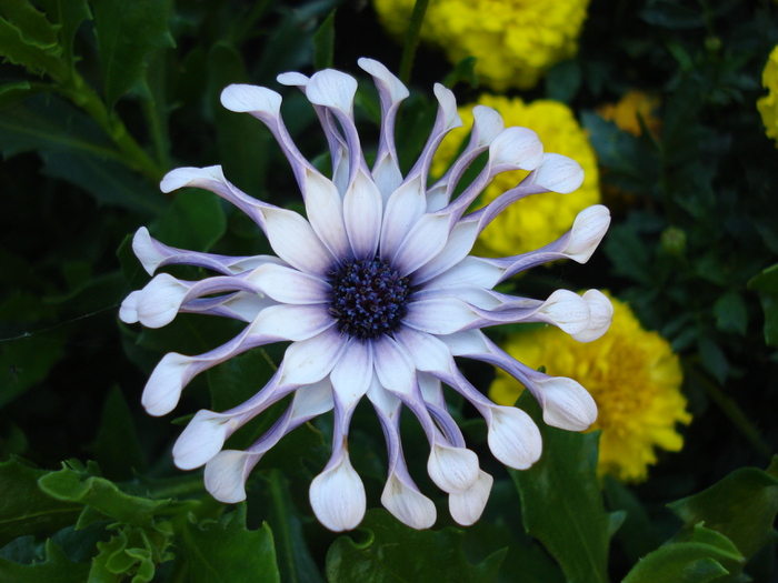Spoon Daisy_Osteospermum (09, Jul.02); Austria.
