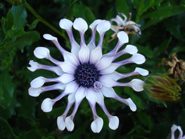 Spoon Daisy_Osteospermum ('09, Jul.02); Austria.
