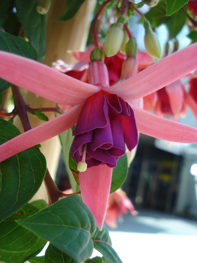Fuchsia (2009, July 02); Austria.
