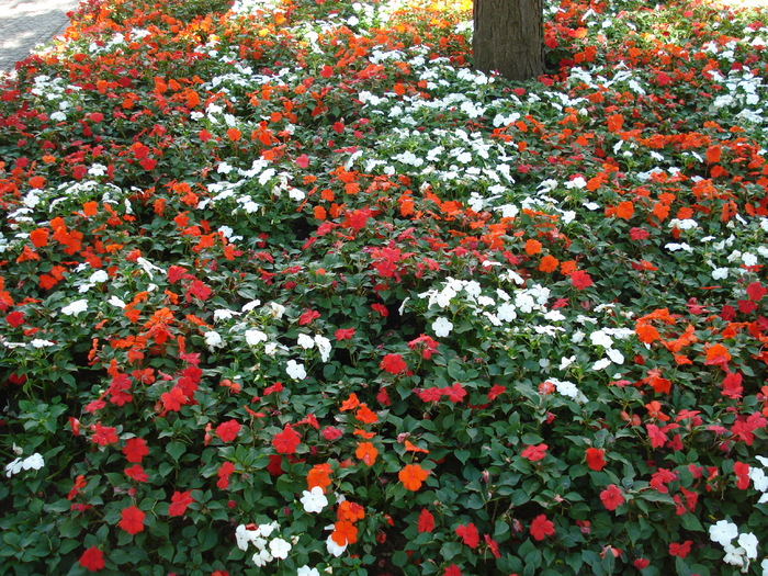 Impatiens (2009, July 02); Austria.
