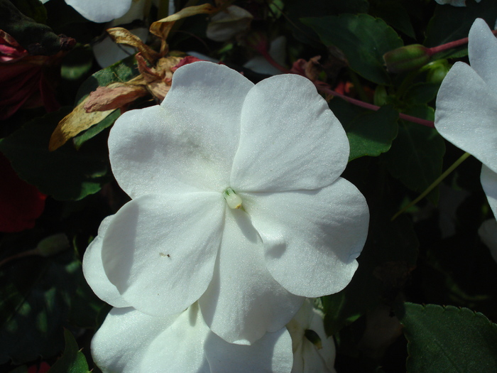 White Impatiens (2009, July 02); Austria.
