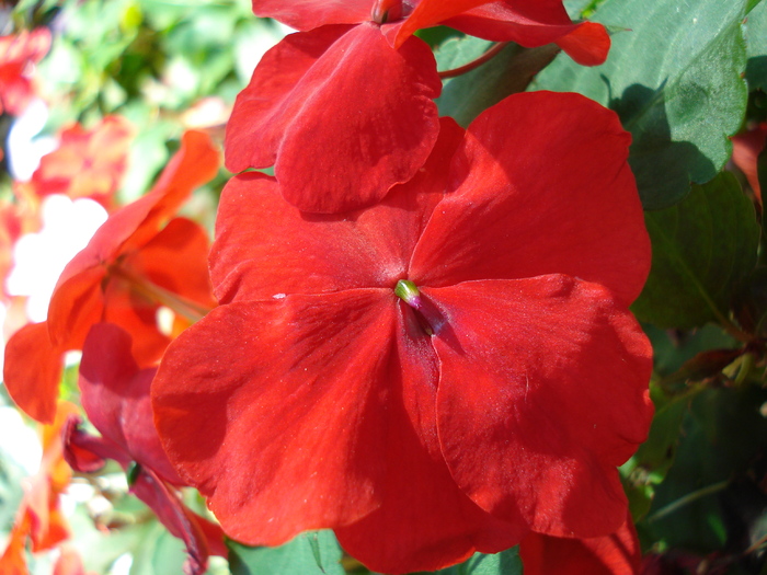 Red Impatiens (2009, July 02); Austria.
