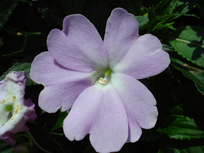 Lilac Impatiens (2009, July 02); Austria.
