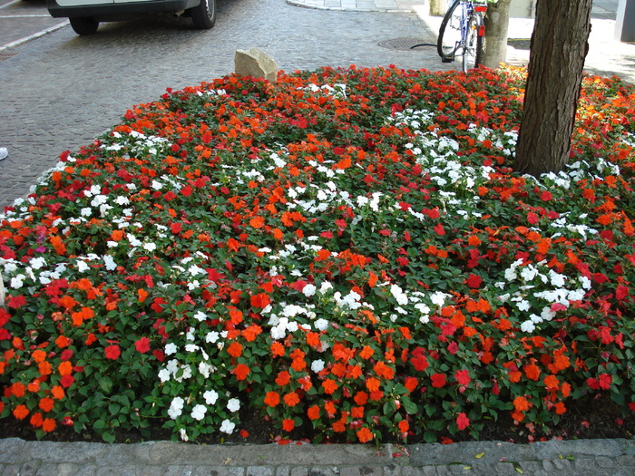 Impatiens (2009, July 02); Austria.

